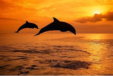 《使命召唤：黑色行动6》推出音效增强服务 售价20刀5年